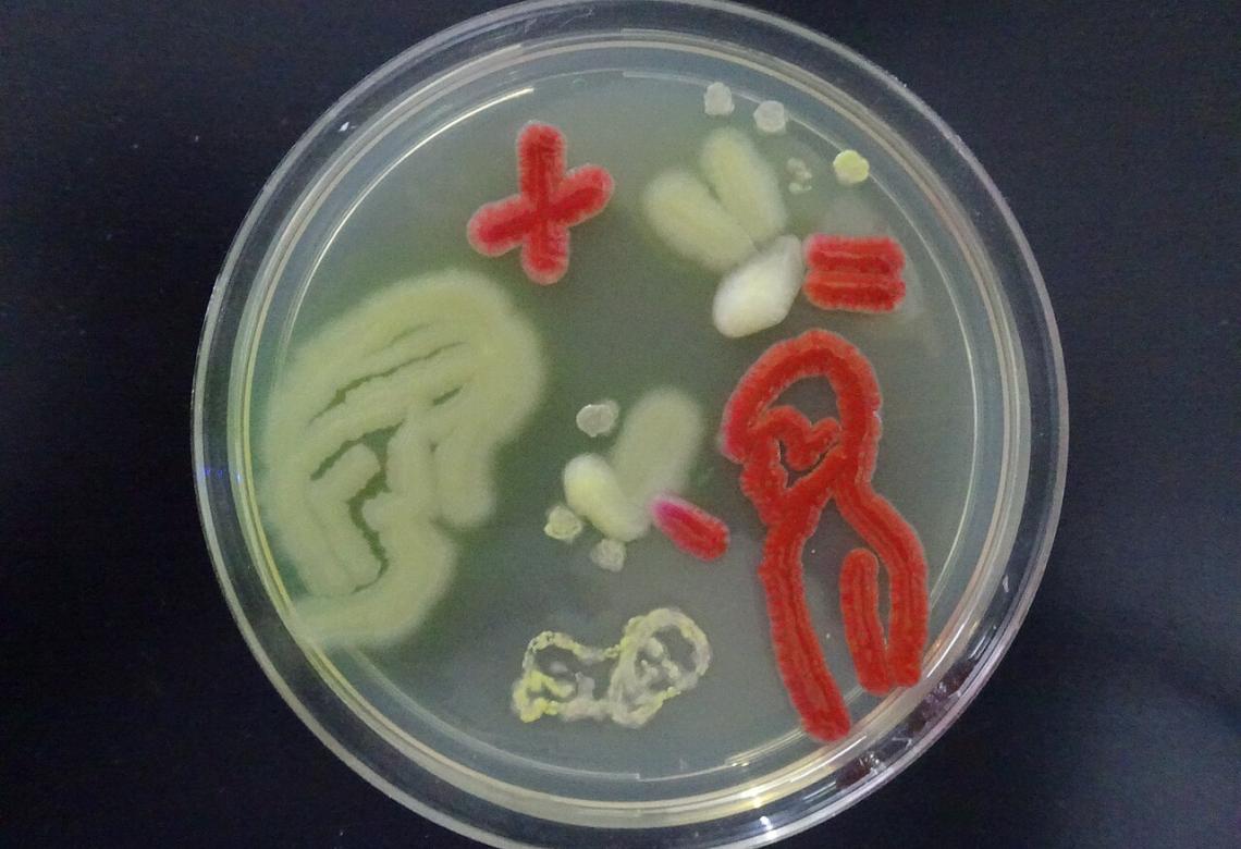 Human Microbiome Agar Art with Living Microbes